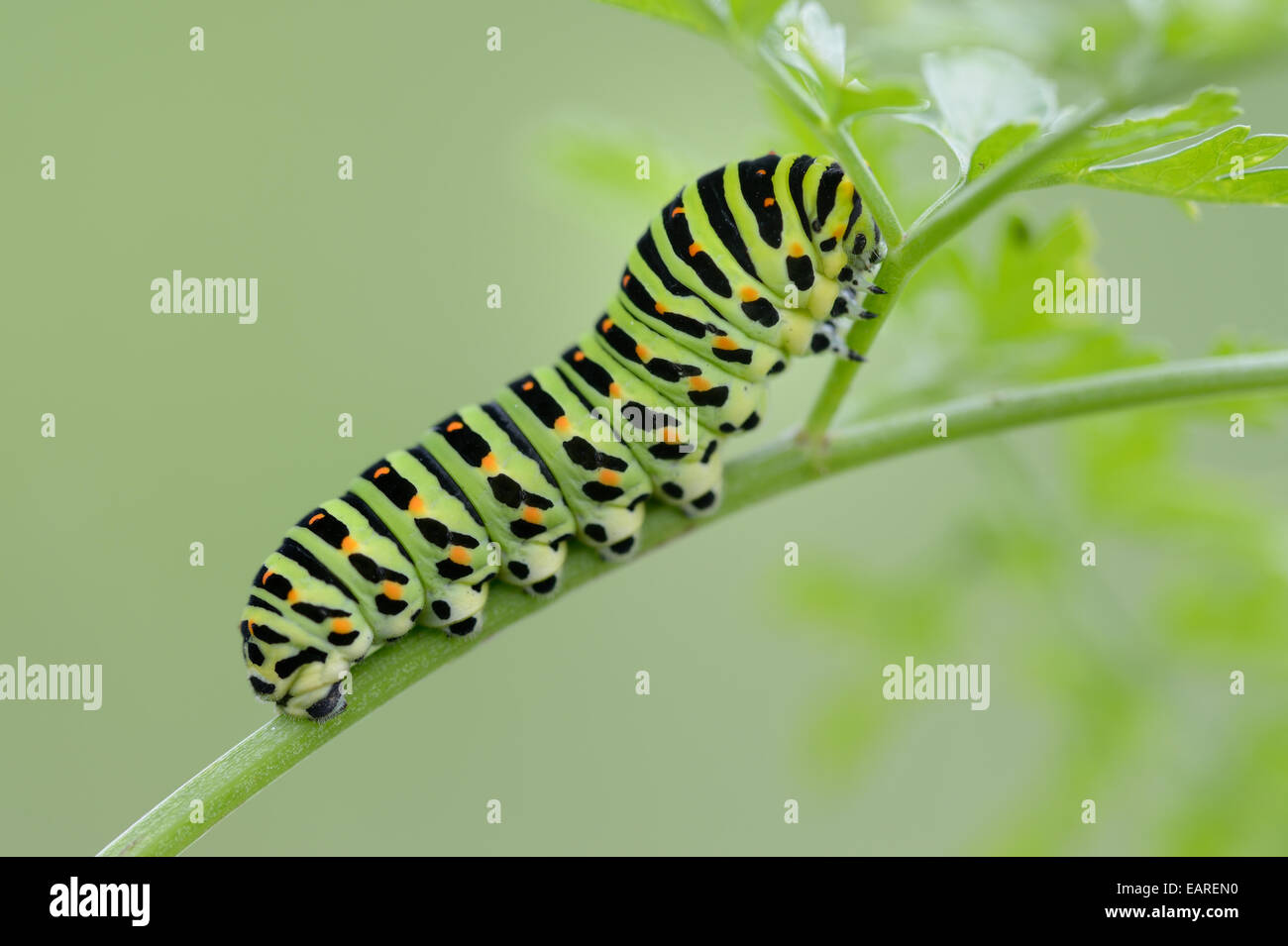 Caterpillar d'un Vieux Monde Papilio machaon), Pleven, Bulgarie région Banque D'Images