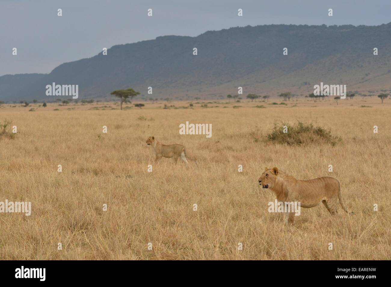 Les lions (Panthera leo), la lionne chasse, Massai Mara, Province de la vallée du Rift, au Kenya Banque D'Images