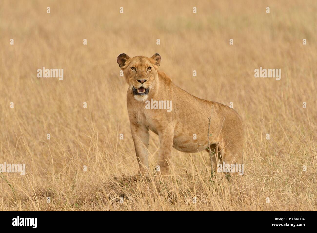 Lioness (Panthera leo), Massai Mara, Province de la vallée du Rift, au Kenya Banque D'Images