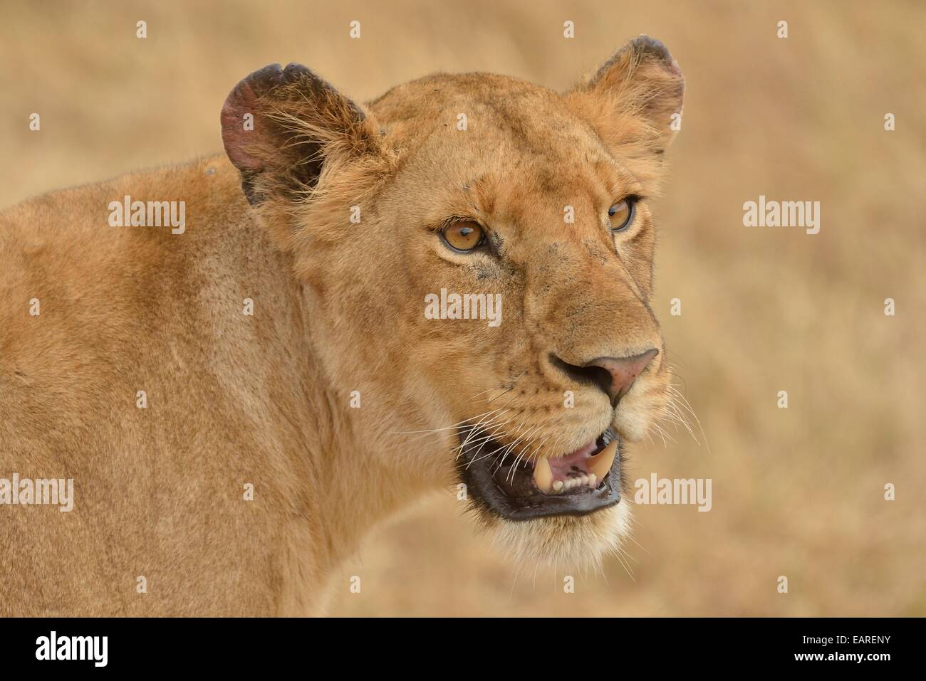 Lioness (Panthera leo), portrait, Massai Mara, Province de la vallée du Rift, au Kenya Banque D'Images