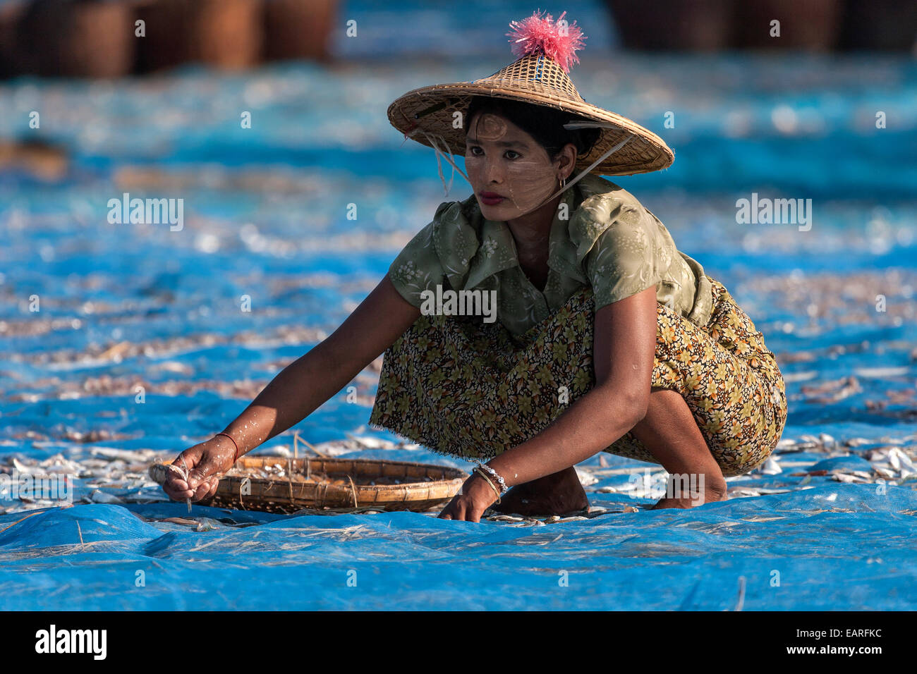 Femme birmane avec chapeau de paille et Thanaka coller au visage, la collecte de poissons, la plage de Ngapali avec, au Myanmar Banque D'Images