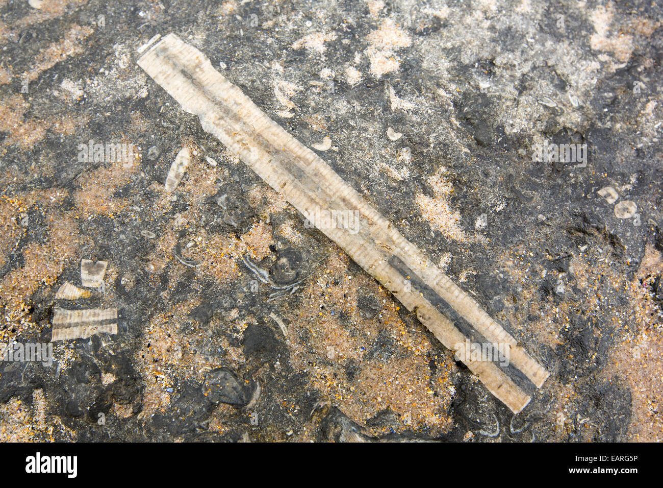 Les Crinoïdes fossiles dans le calcaire sur plage de Bamburgh, Northumberland, Angleterre, découverte à marée basse. Banque D'Images