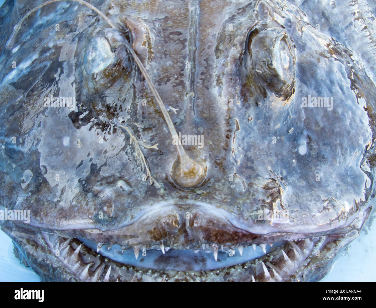 Gros Plan D Une Tete De Lotte Photo Stock Alamy
