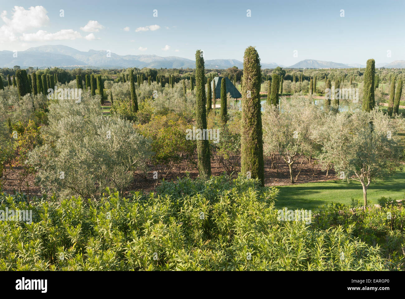 Cyprès méditerranéen et olivier jardin conçu par Fernando Caruncho Banque D'Images