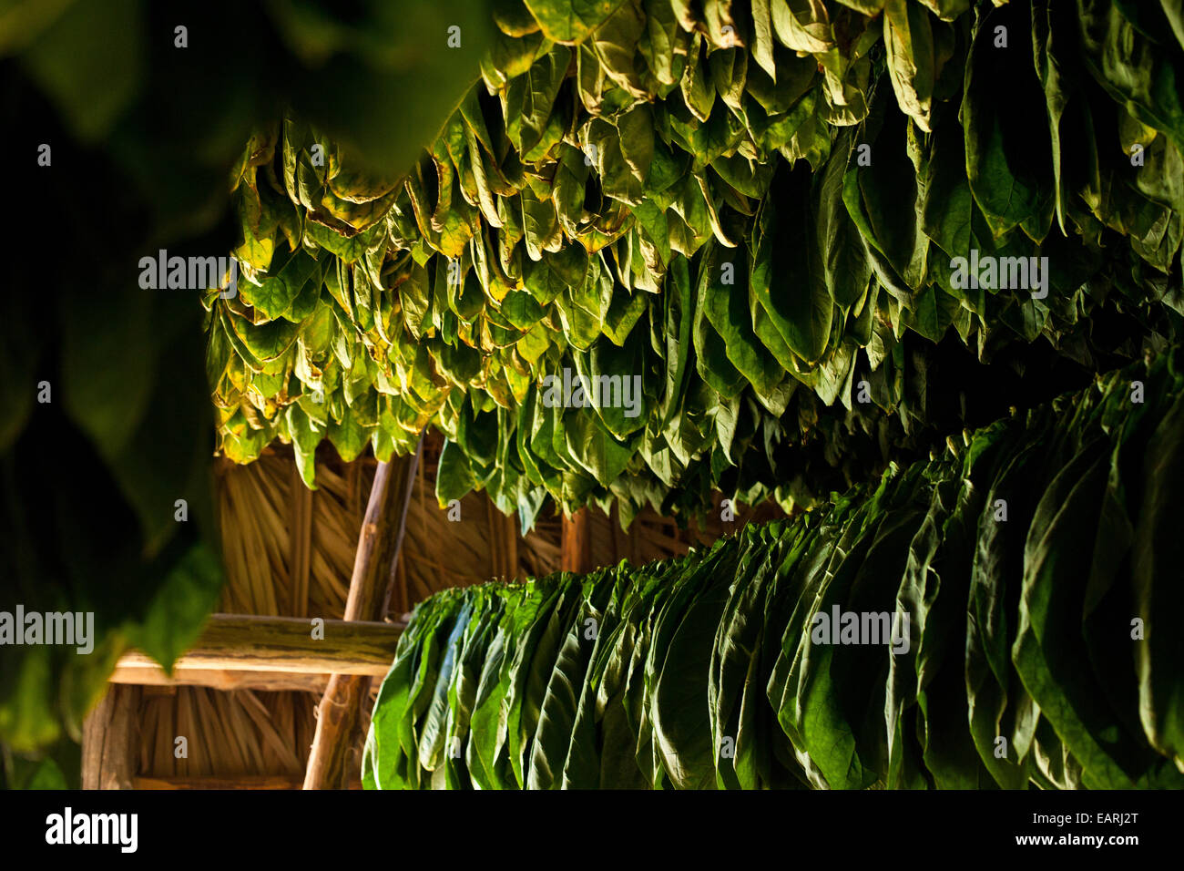 Le séchage des feuilles de tabac dans une ferme de production de tabac à Cuba Vinales Banque D'Images Le séchage des feuilles de tabac dans une ferme de production de tabac à Cuba Vinales Banque D'Images