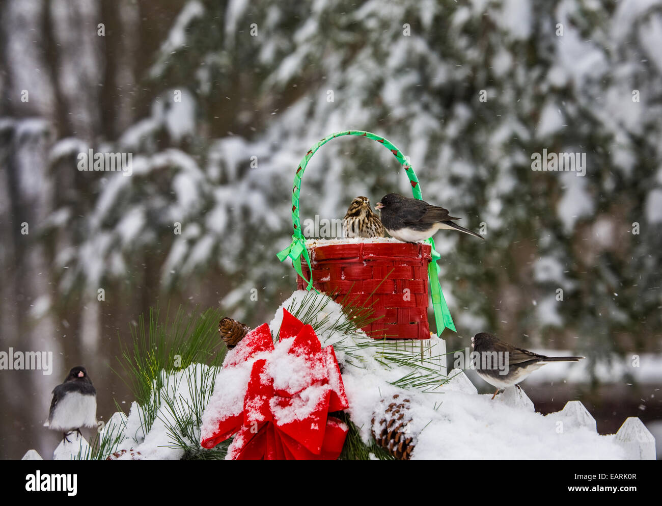 Les oiseaux d'hiver s'alimenter à une mangeoire pour oiseaux de basse-cour avec panier de Noël rouge jardin décorations de scène avec de la neige, Monroe Twp., New Jersey, Etats-Unis, les pinsons Banque D'Images