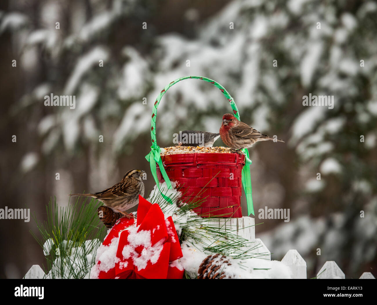 Jardin en gros plan coloré oiseaux d'hiver mignons, oiseaux rouges de Noël sur une clôture, tempête de neige d'hiver, New Jersey, États-Unis, États-Unis, Mangeoire à oiseaux de Noël Banque D'Images