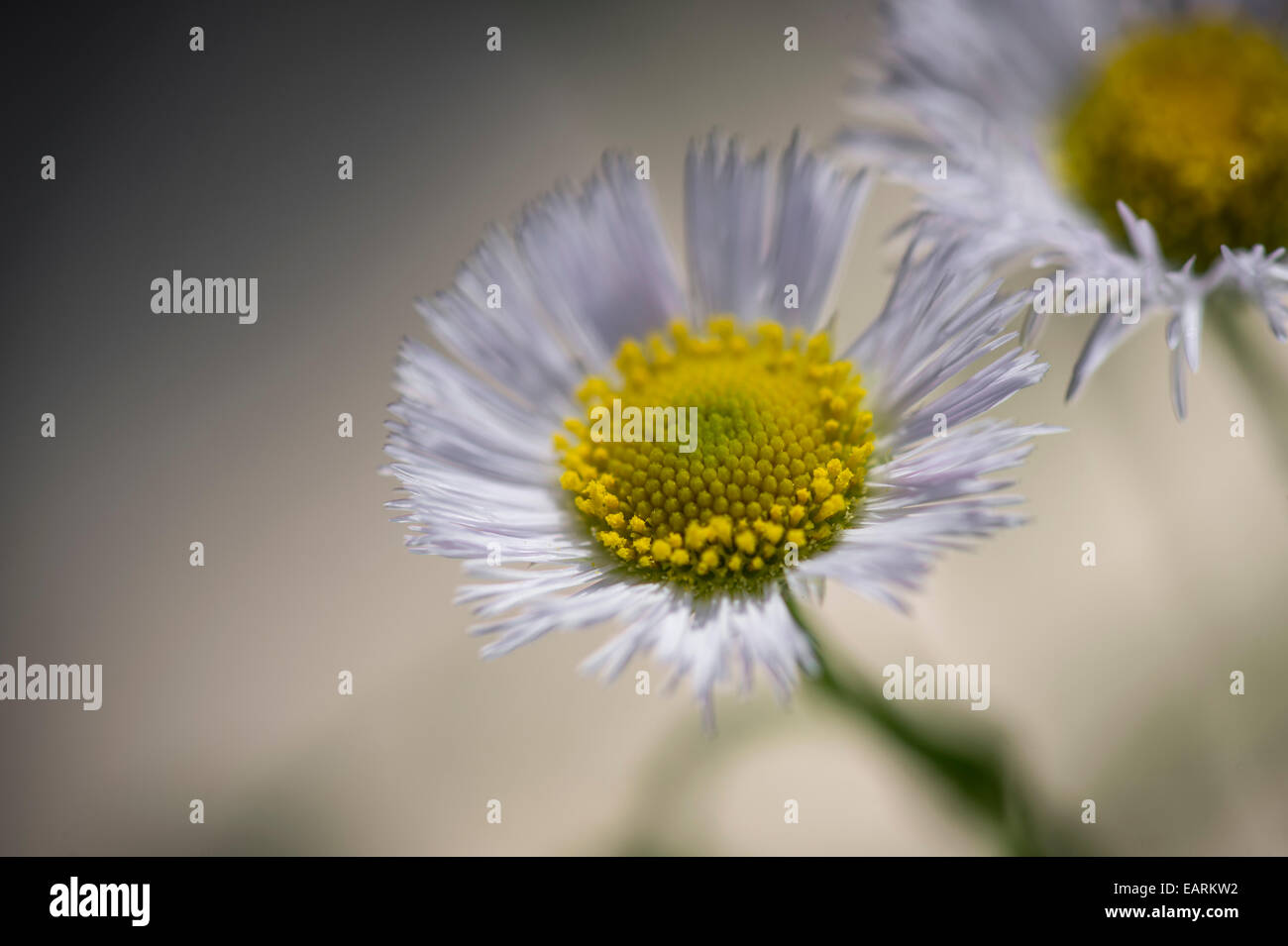 Aster buissonnant, de minuscules fleurs blanches Banque D'Images