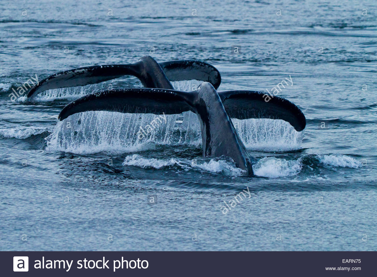 Deux douves lieu baleine à bosse de l'océan. Banque D'Images