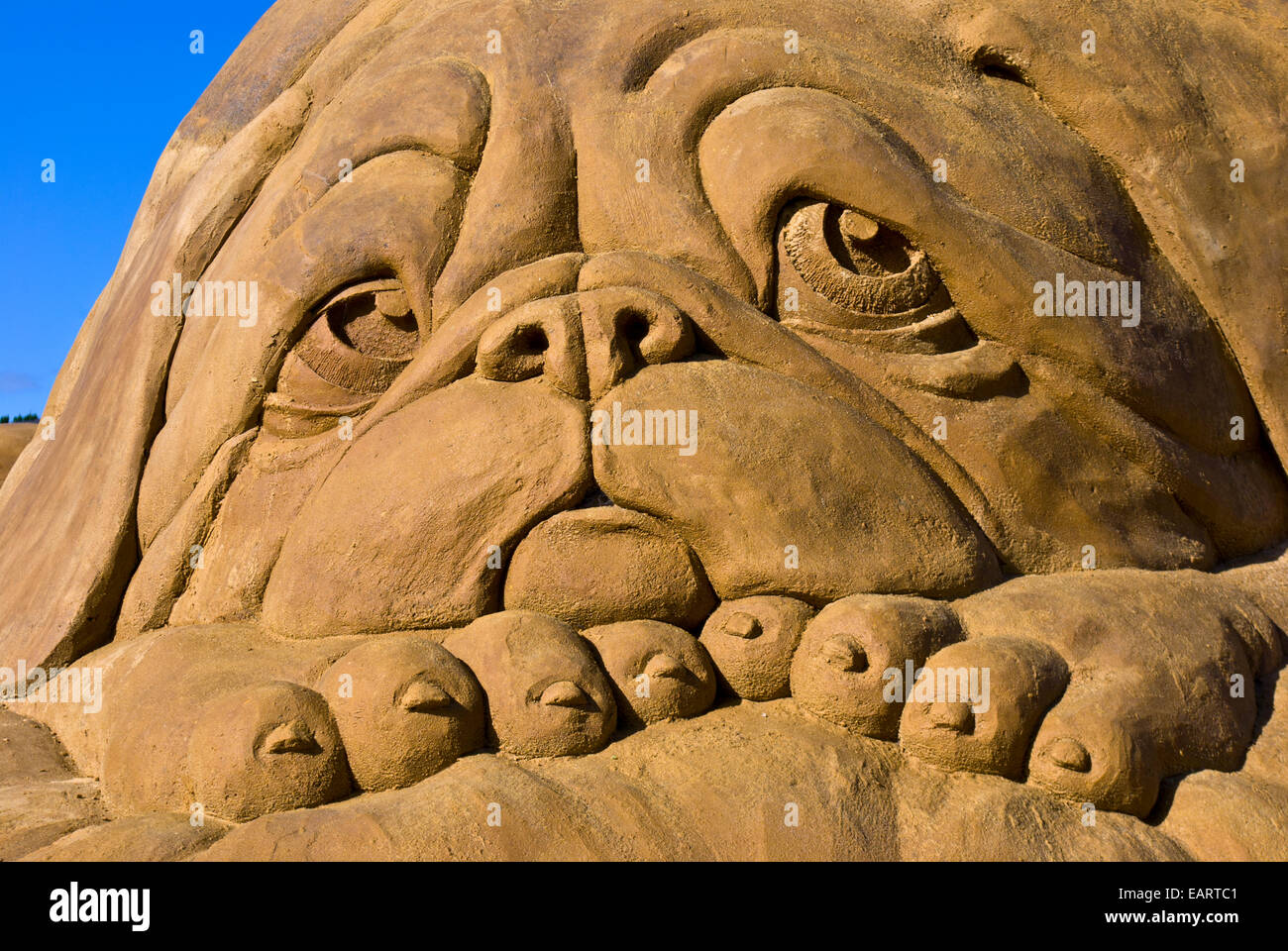 Un professionnel d'une sculpture de sable droopy eyed dog avec saggy bajoues. Banque D'Images