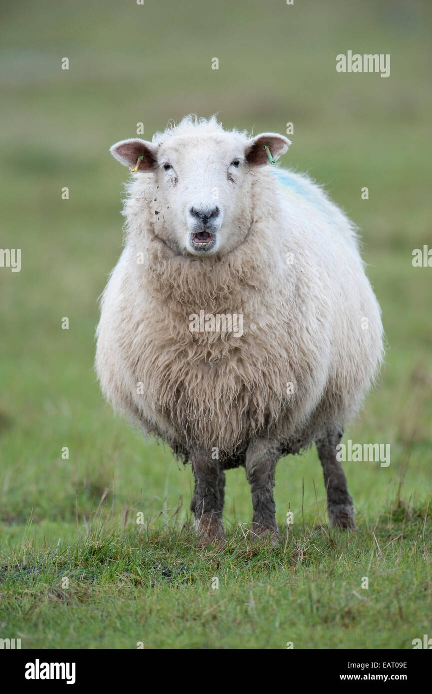 Elmley Marais moutons Kent UK Banque D'Images