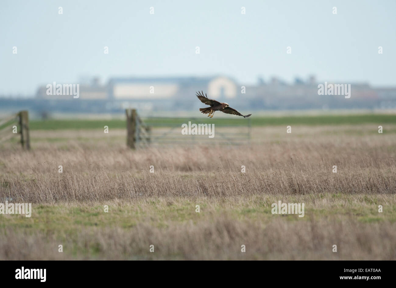 Busard des roseaux Circus aeruginosus en vol Kent UK Banque D'Images