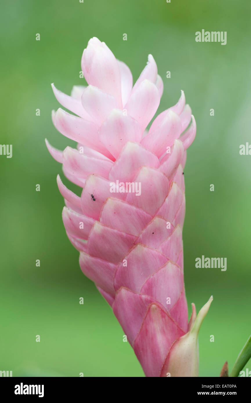Bromilid Panama fleur rose Banque D'Images
