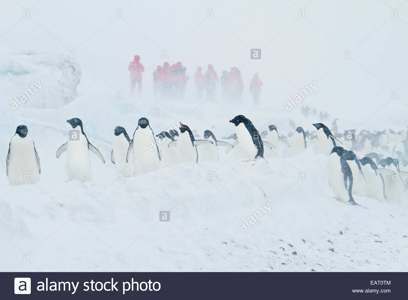 Visiteurs en arrière-plan d'une colonie de manchots Adélie dans la neige. Banque D'Images