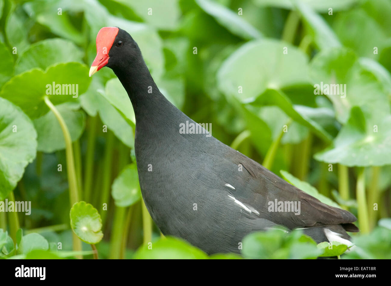 La Gallinule poule-d'eau Gallinula chloropus cachinnans Panama Banque D'Images