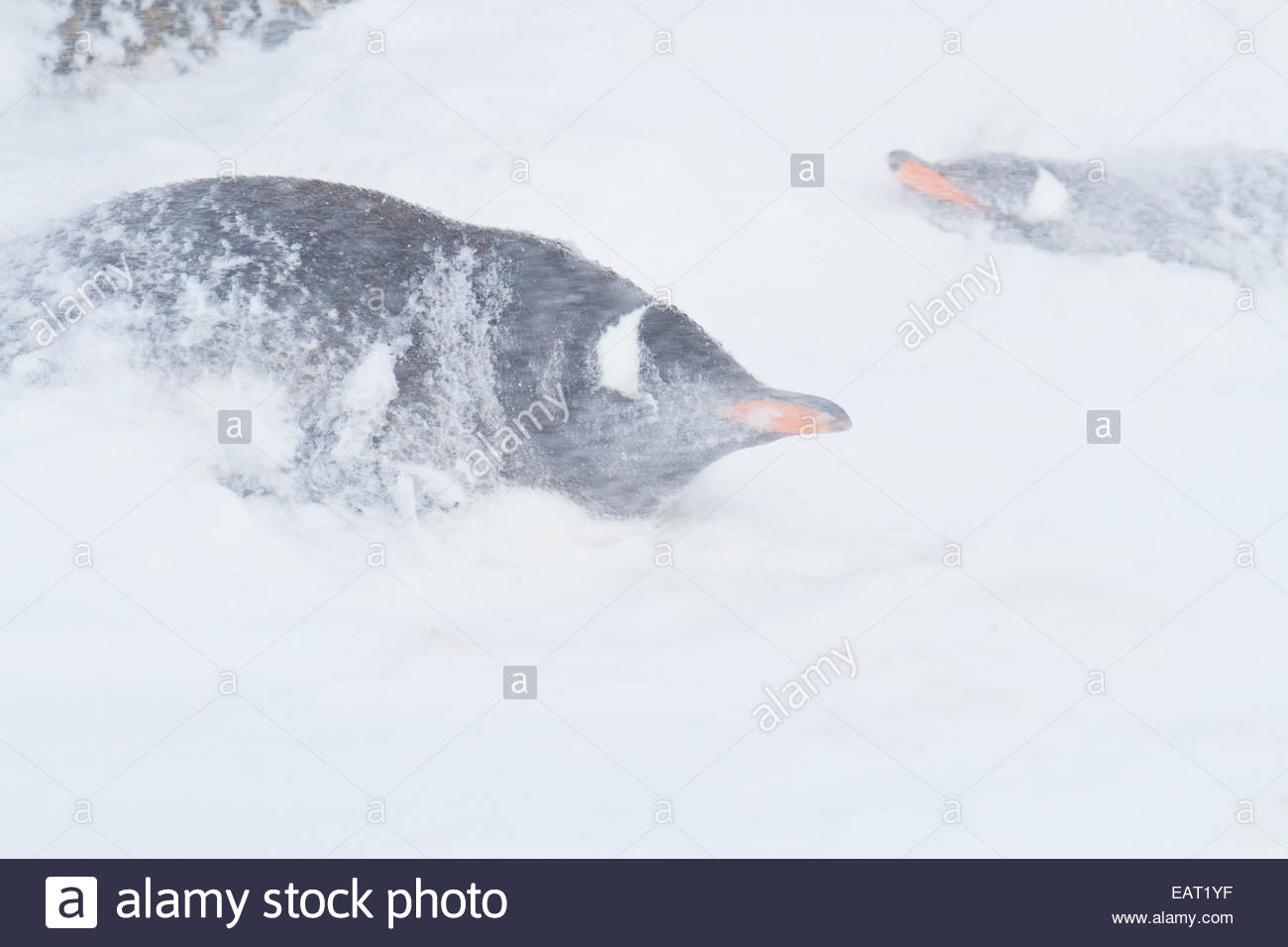 Manchots glisser dans une tempête de neige. Banque D'Images