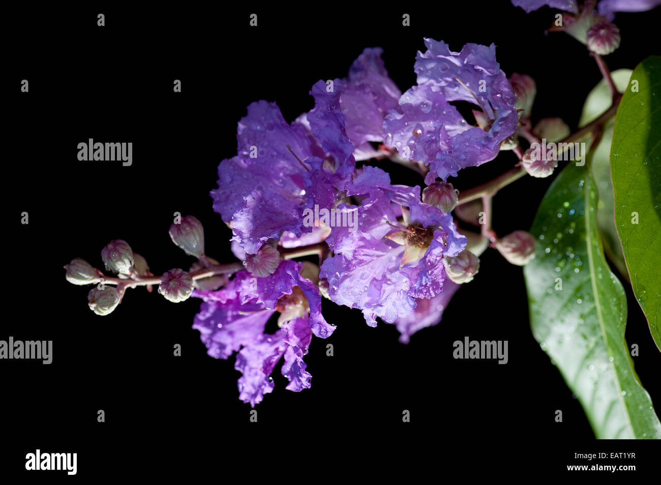 Fleur pourpre dans Panama Rainforest Banque D'Images