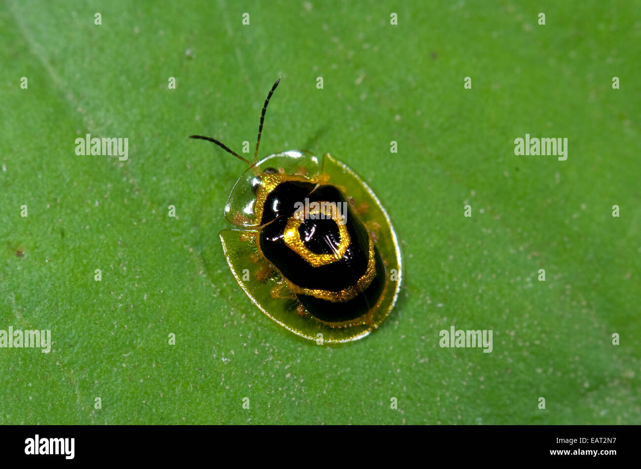 Tortue d'or ou cible Bettle Ischnocodia annulus Panama Banque D'Images