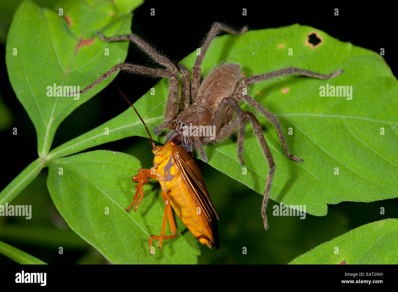 Huntsman spider. Heteropoda sp Panama Banque D'Images