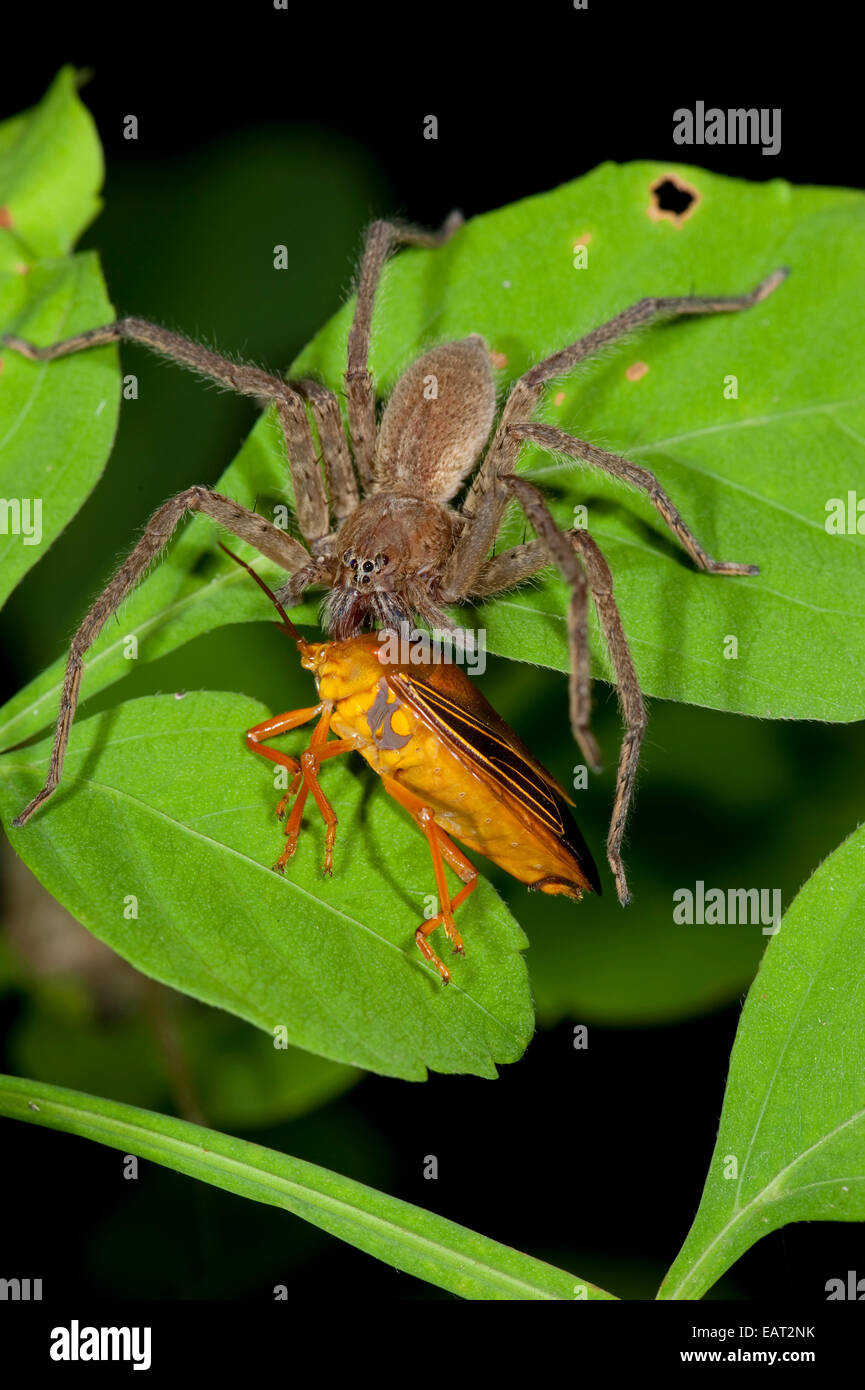 Huntsman spider. Heteropoda sp Panama Banque D'Images