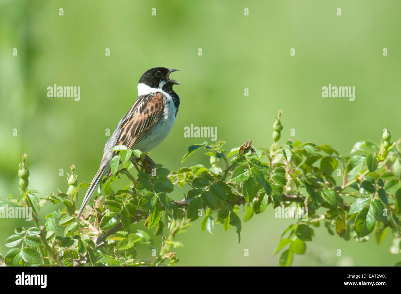 Emberiza schoeniclus Reed UK Banque D'Images