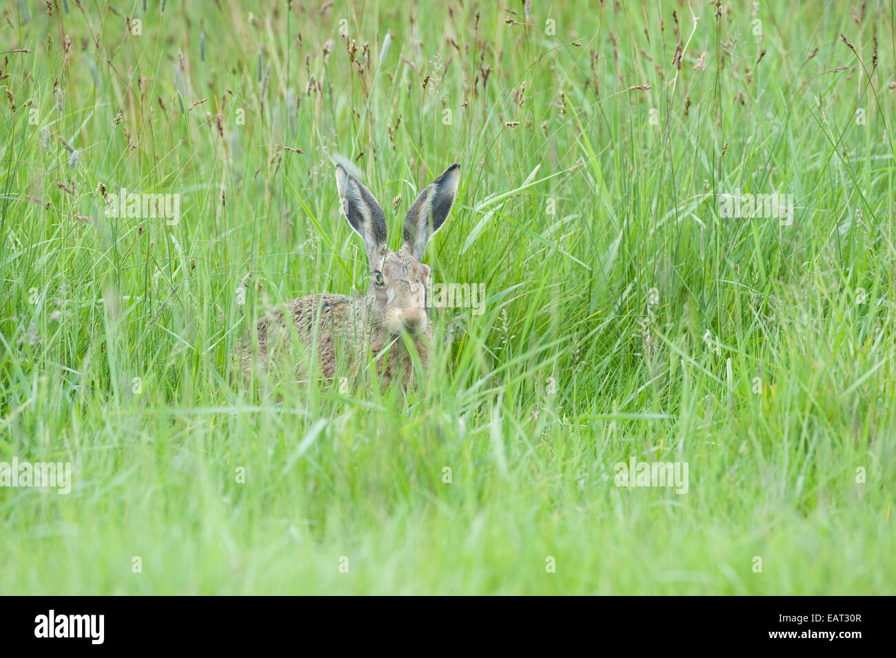 Lièvre brun Lepus europaeus UK Banque D'Images