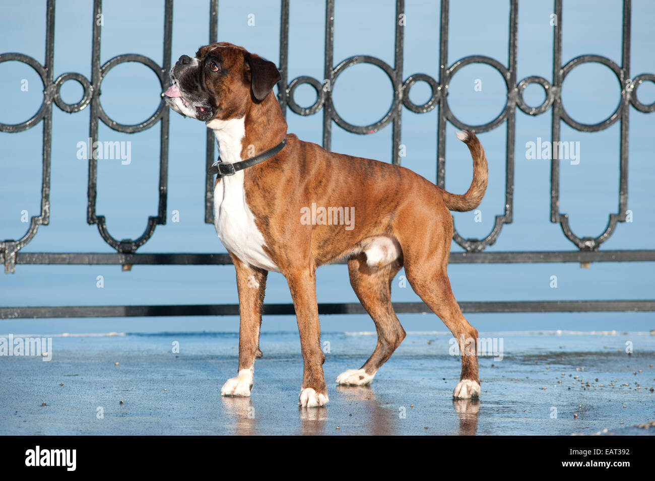 Chien Boxer 7 ans UK Banque D'Images