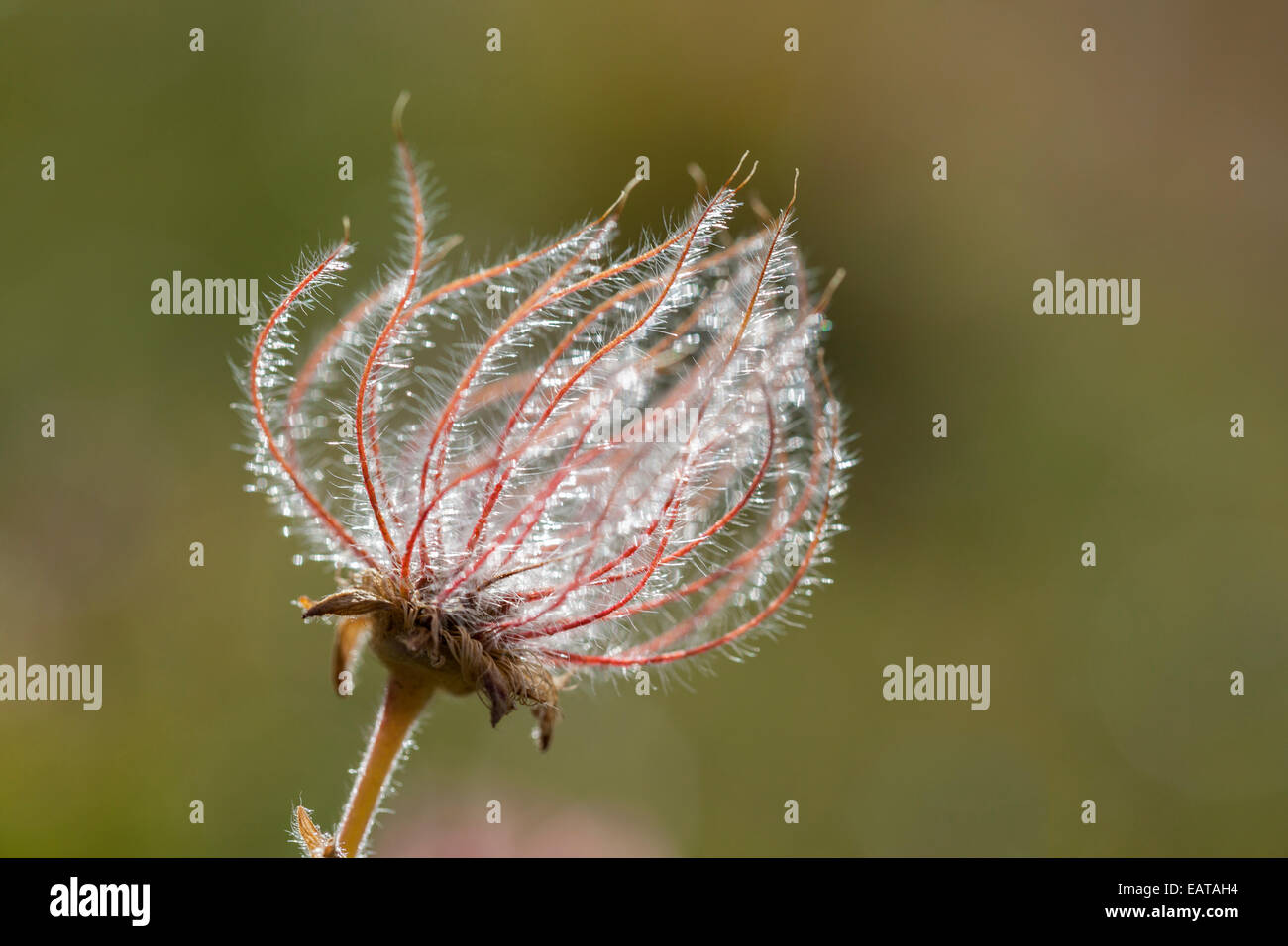 Pulsatilla alpina - alpina - Anémone, Parc National de la Vanoise, Savoie, Rhône-Alpes, France Banque D'Images