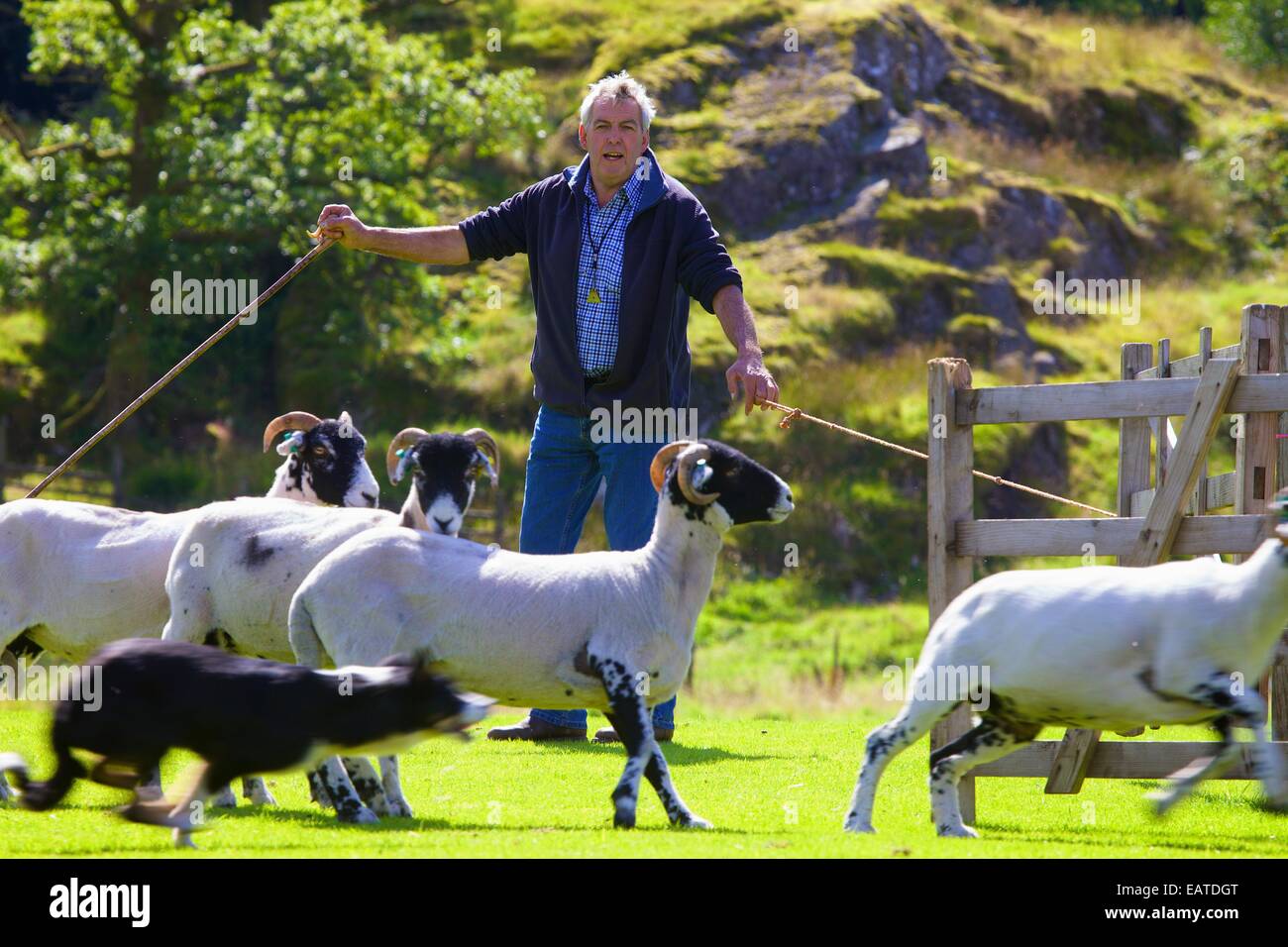 Brebis de penning Shepherd Dog Day Patterdale Patterdale proche, Lake District, Cumbria, England, UK. Banque D'Images