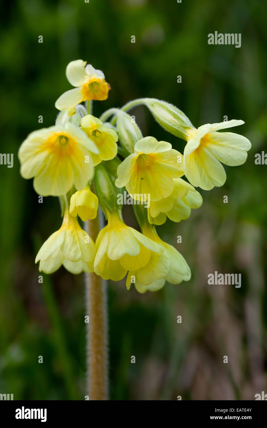 Vrai oxlip (Primula elatior) en fleurs Banque D'Images