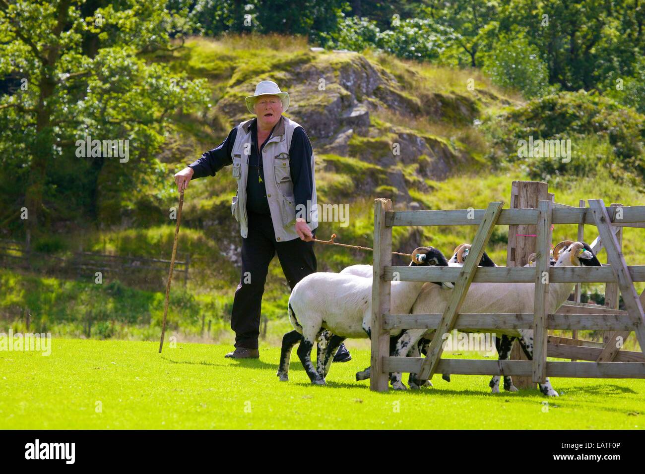 Brebis de penning Shepherd Dog Day Patterdale Patterdale proche, Lake District, Cumbria, England, UK. Banque D'Images