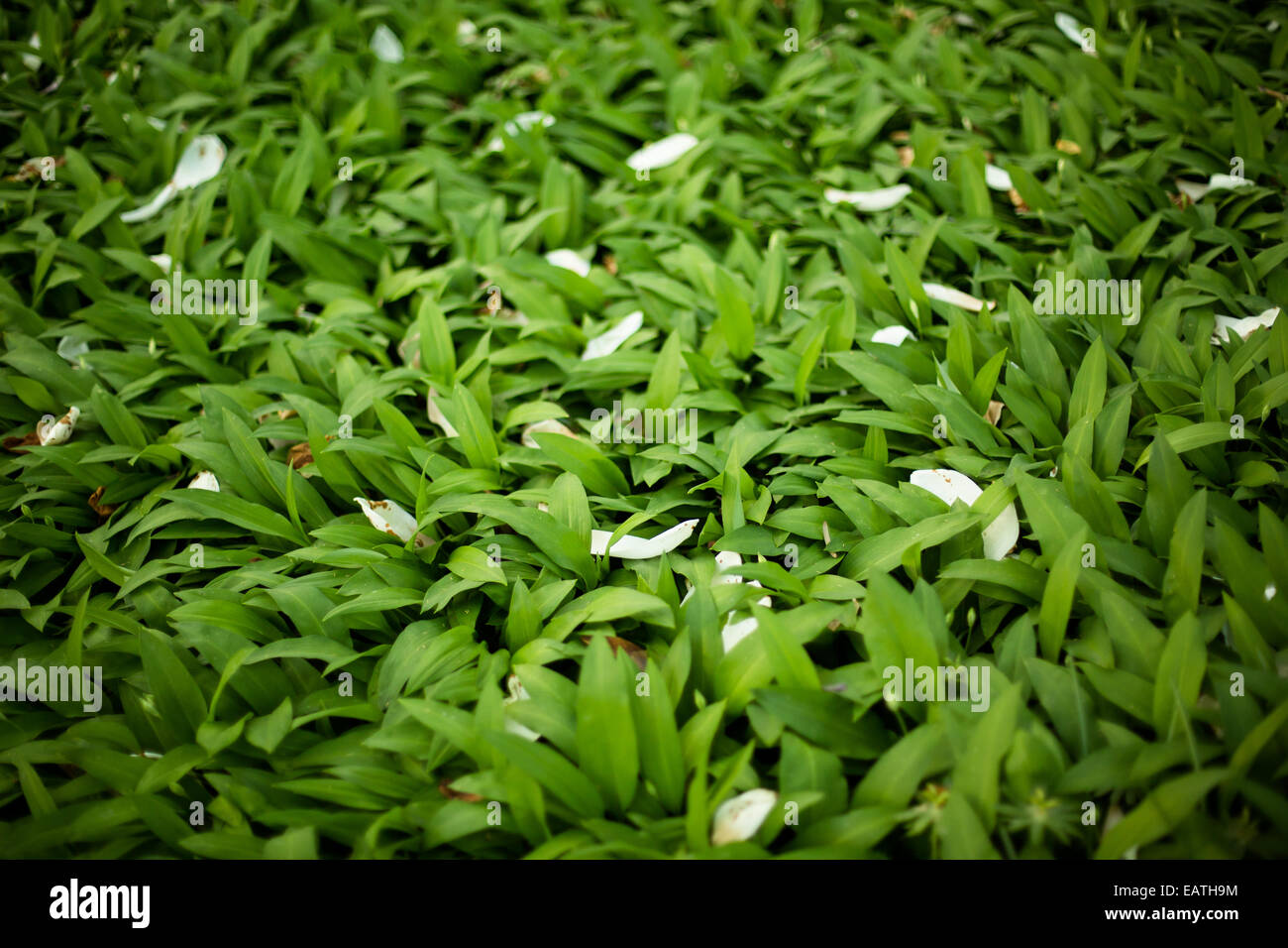 Frame rempli de feuilles vertes avec des pétales de fleurs blanches Banque D'Images