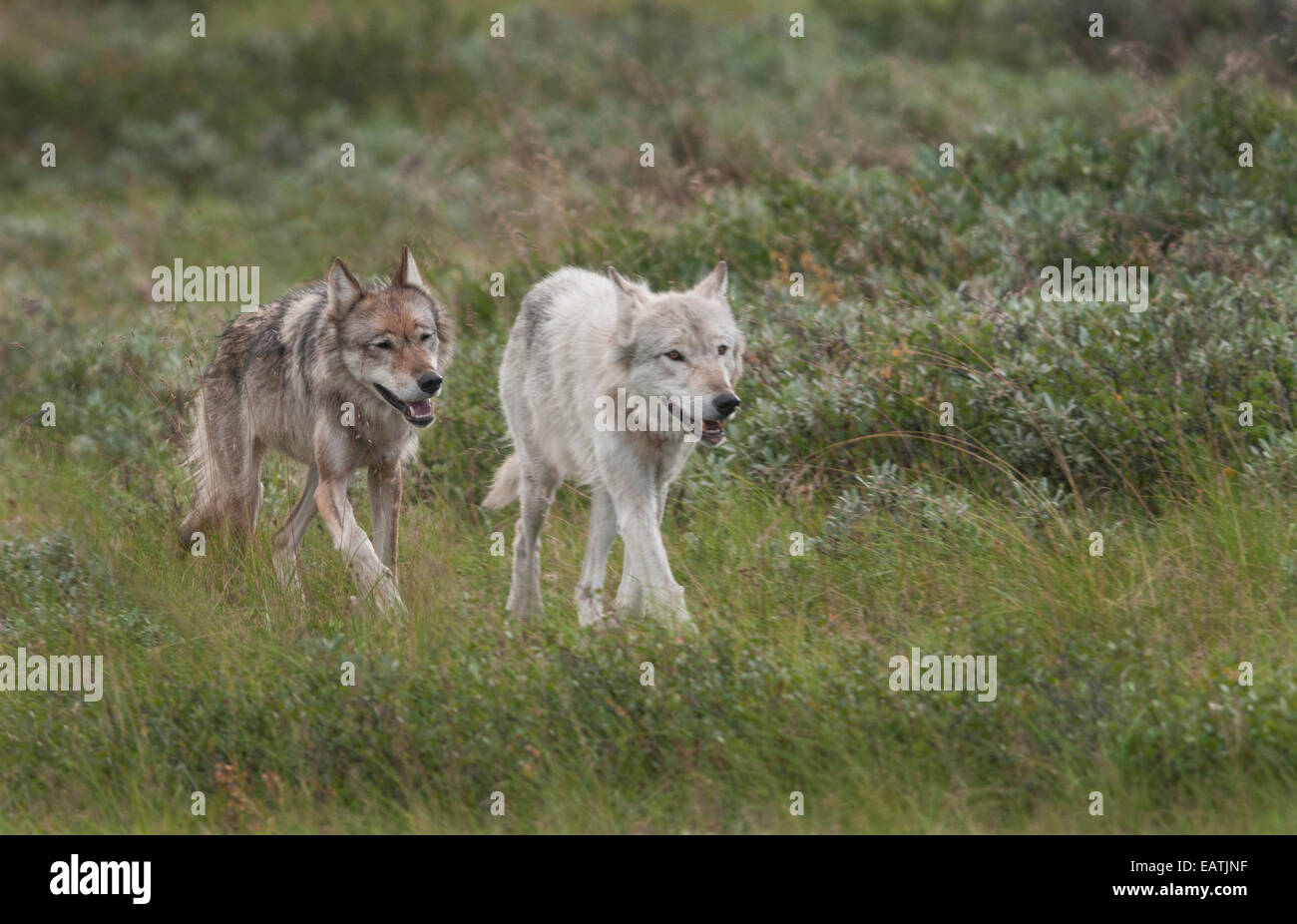 Le loup (Canis lupus) blanc mâle alpha et partenaire sur une expédition de chasse dans le parc national Denali, en Alaska. Banque D'Images