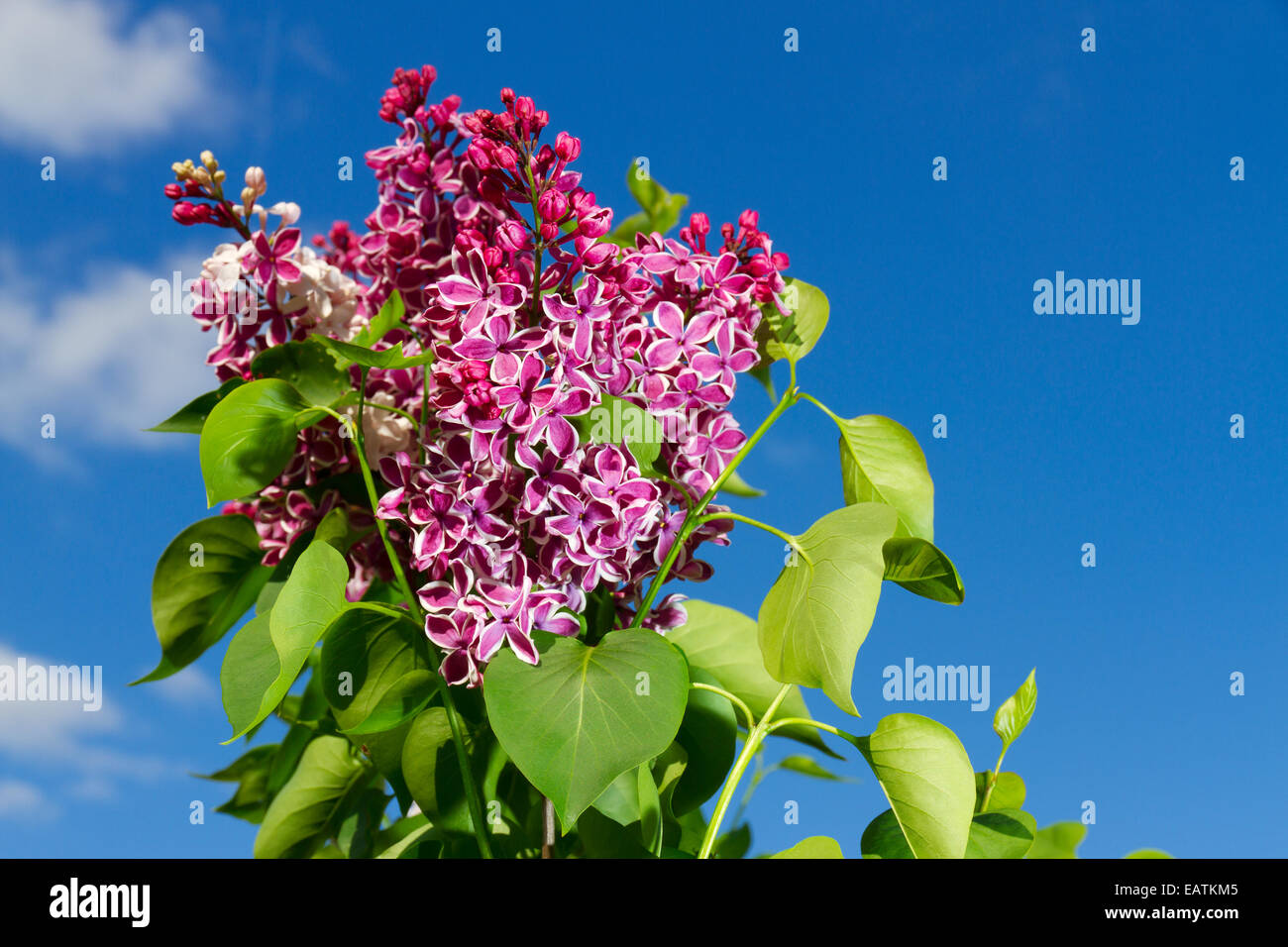 Bouquet de lilas fleur sur fond de ciel bleu Banque D'Images