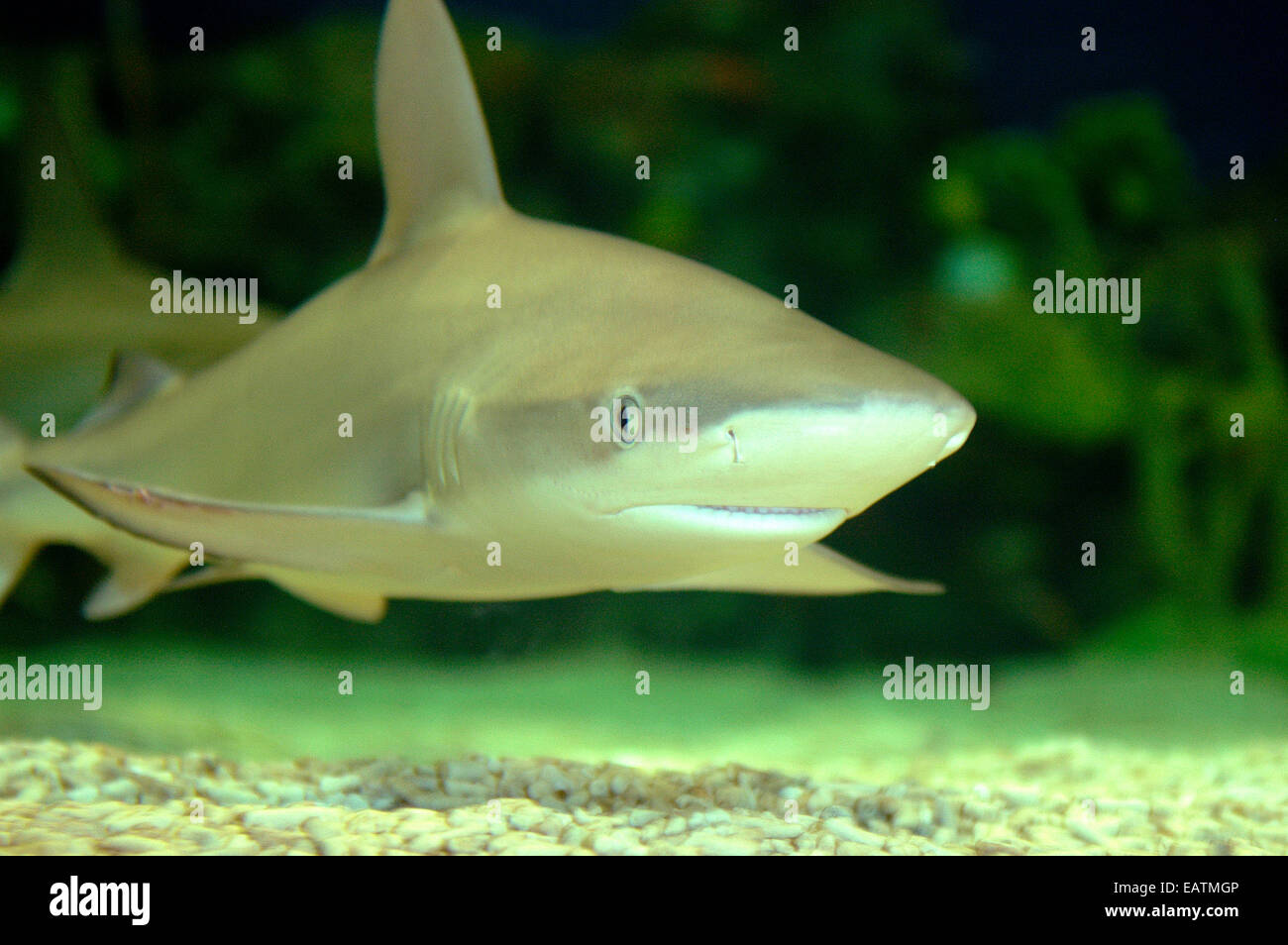 Un requin Galapagos, Carcharhinus galapagensis. Banque D'Images