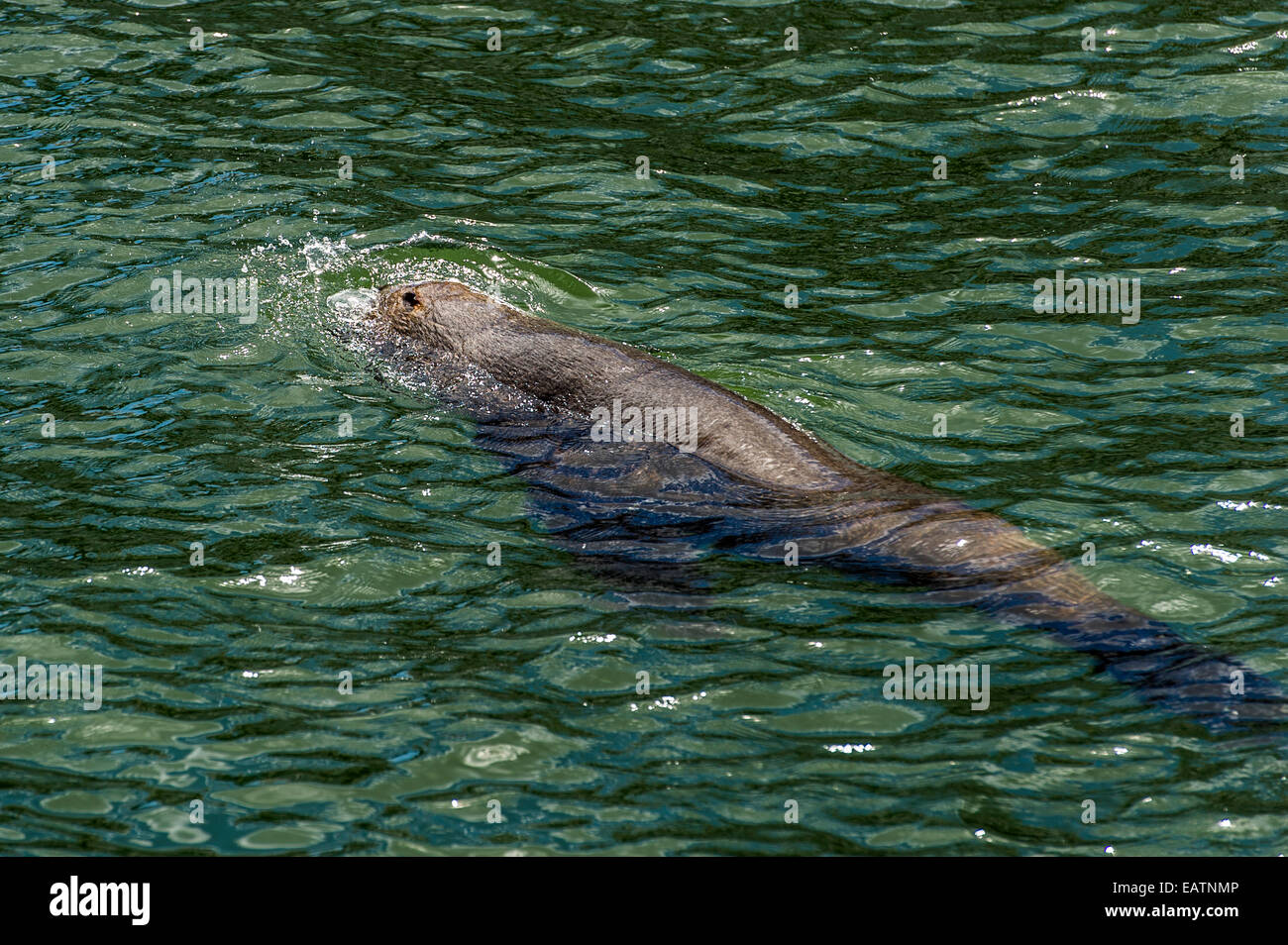 Une Cape fur seal nageant entre deux quais d'un port de plaisance. Banque D'Images