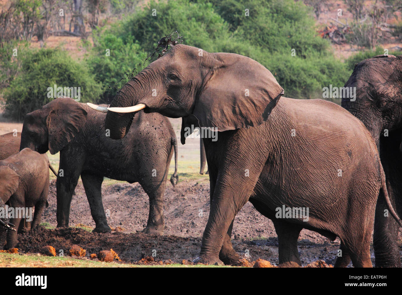 Les éléphants d'avoir un bain de boue. Banque D'Images