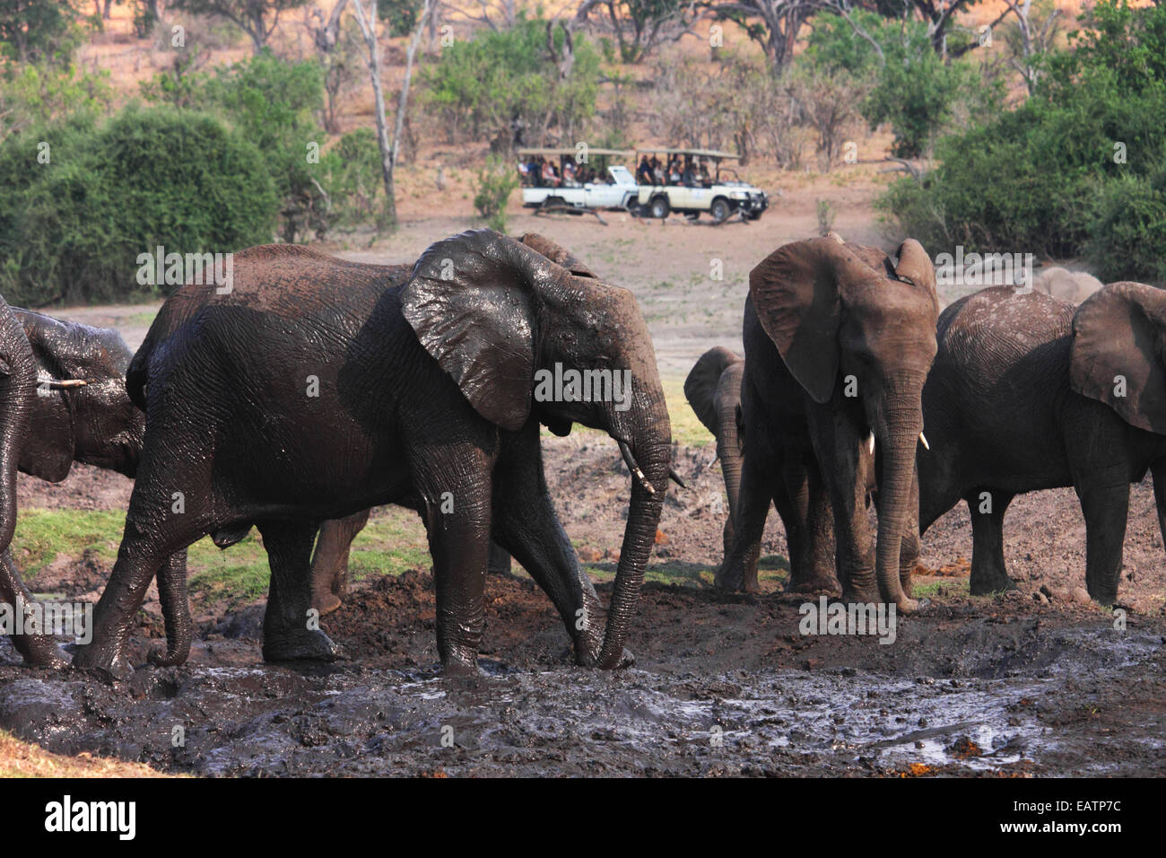 Les éléphants d'avoir un bain de boue avec les véhicules de safari à regarder.. Banque D'Images
