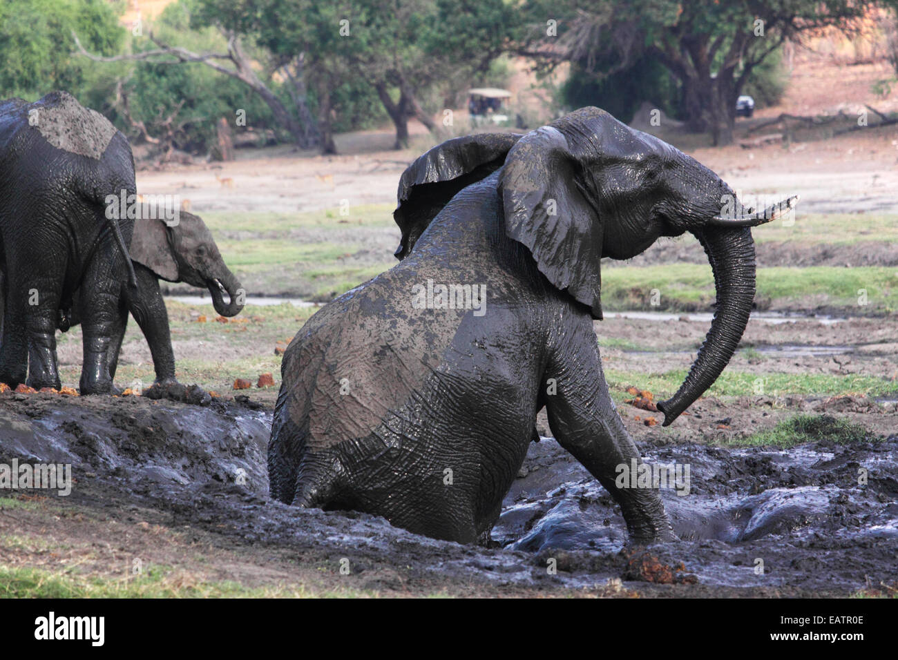 Un éléphant d'Afrique ayant un bain de boue. Banque D'Images