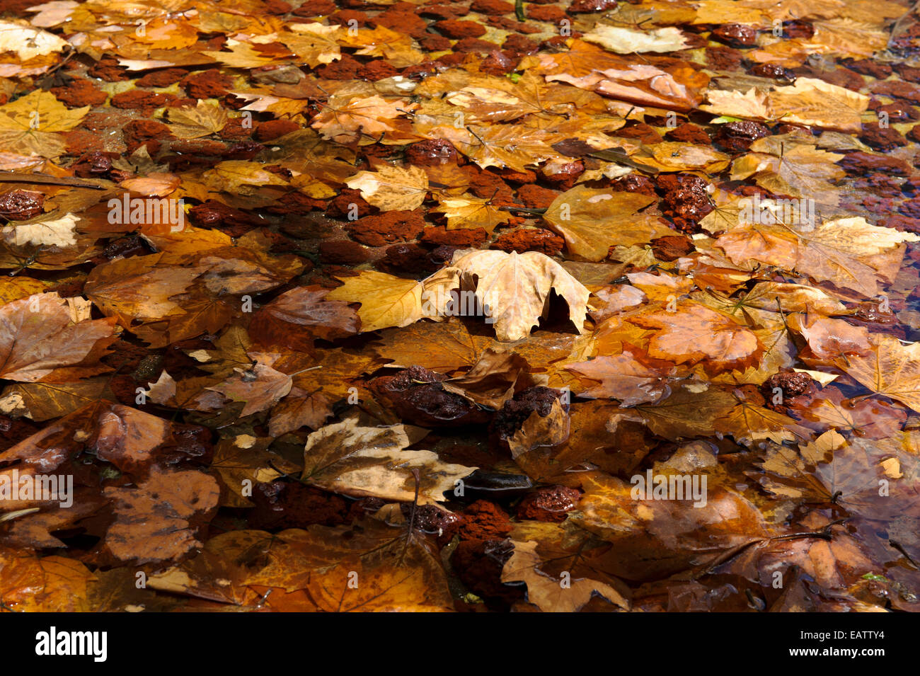 Jeter les feuilles d'automne terreux flottant à la surface d'un étang. Banque D'Images