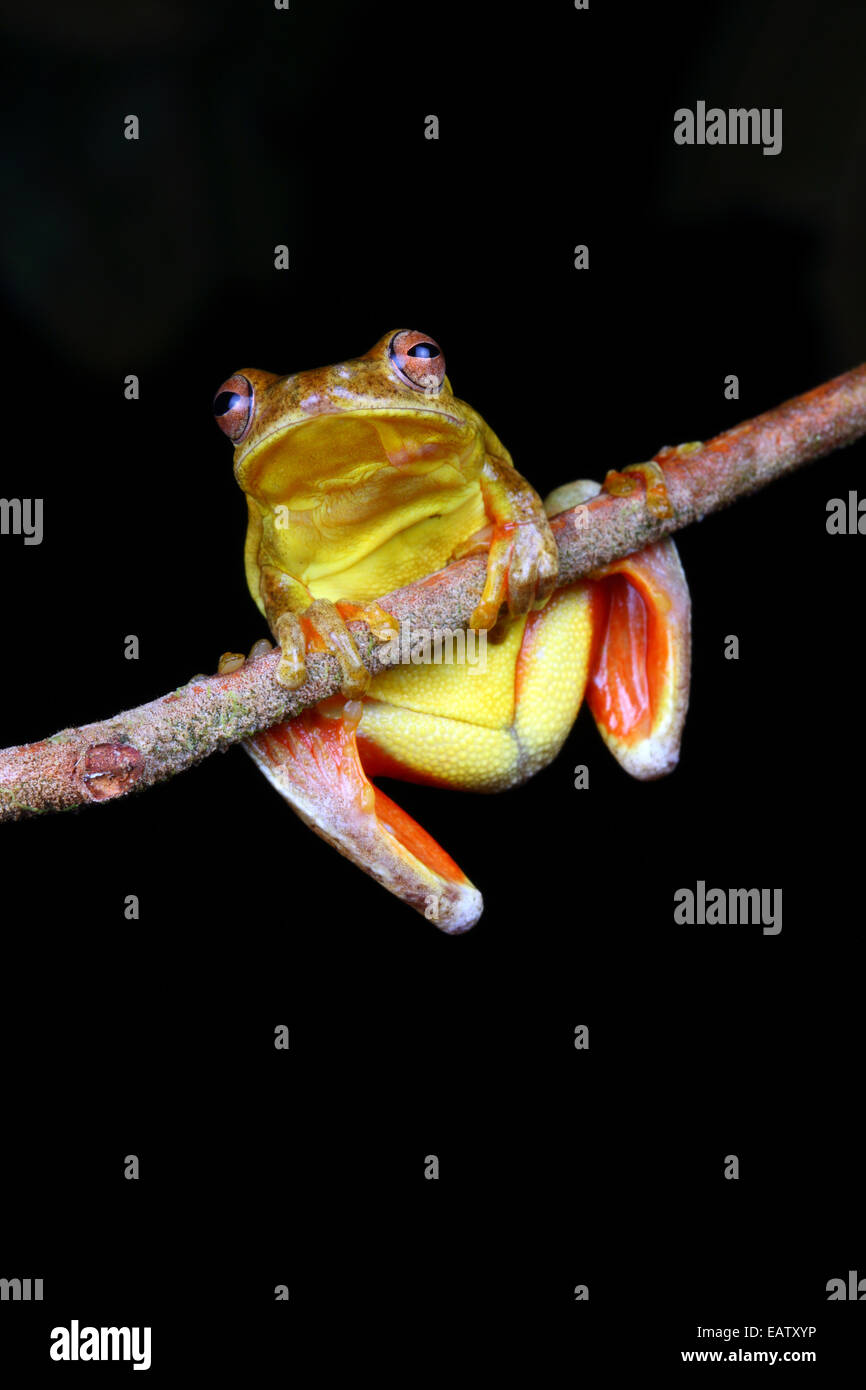 Une grenouille d'arbre d'acajou, Tlalocohyla loquax, perché sur une branche d'arbre. Banque D'Images