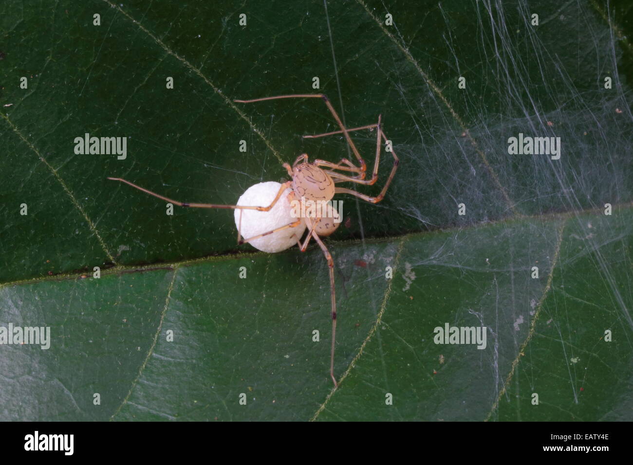 Une araignée, Seytodes la protection de ses espèces, cas d'oeufs. Banque D'Images