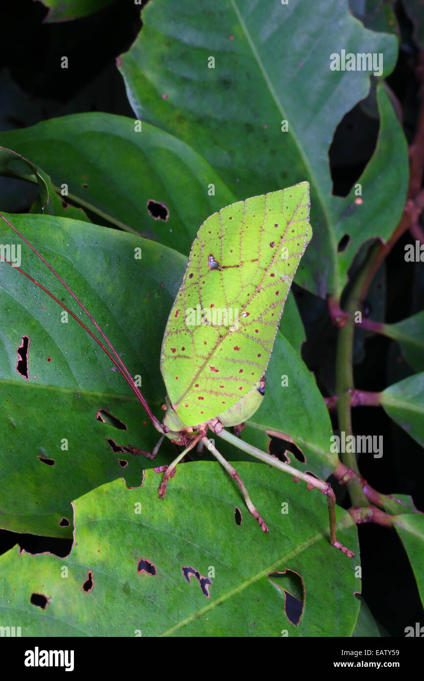 Une feuille imitent katydid dans une posture de défense. Banque D'Images