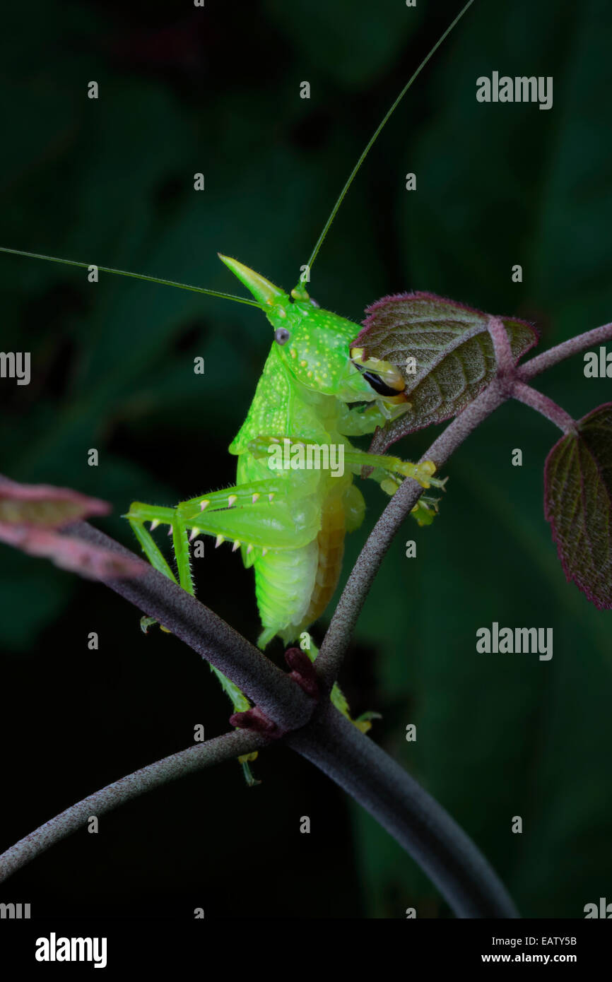 Katydid cornu, Copiphora rhinocéros, qui se nourrit d'une plante de la forêt tropicale. Banque D'Images