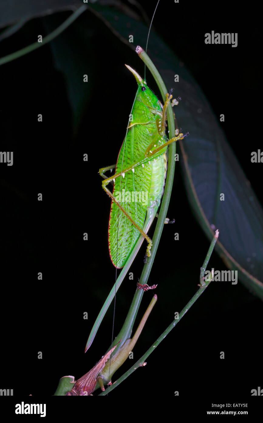 Katydid cornu, Copiphora rhinocéros, qui se nourrit d'une plante de la forêt tropicale. Banque D'Images