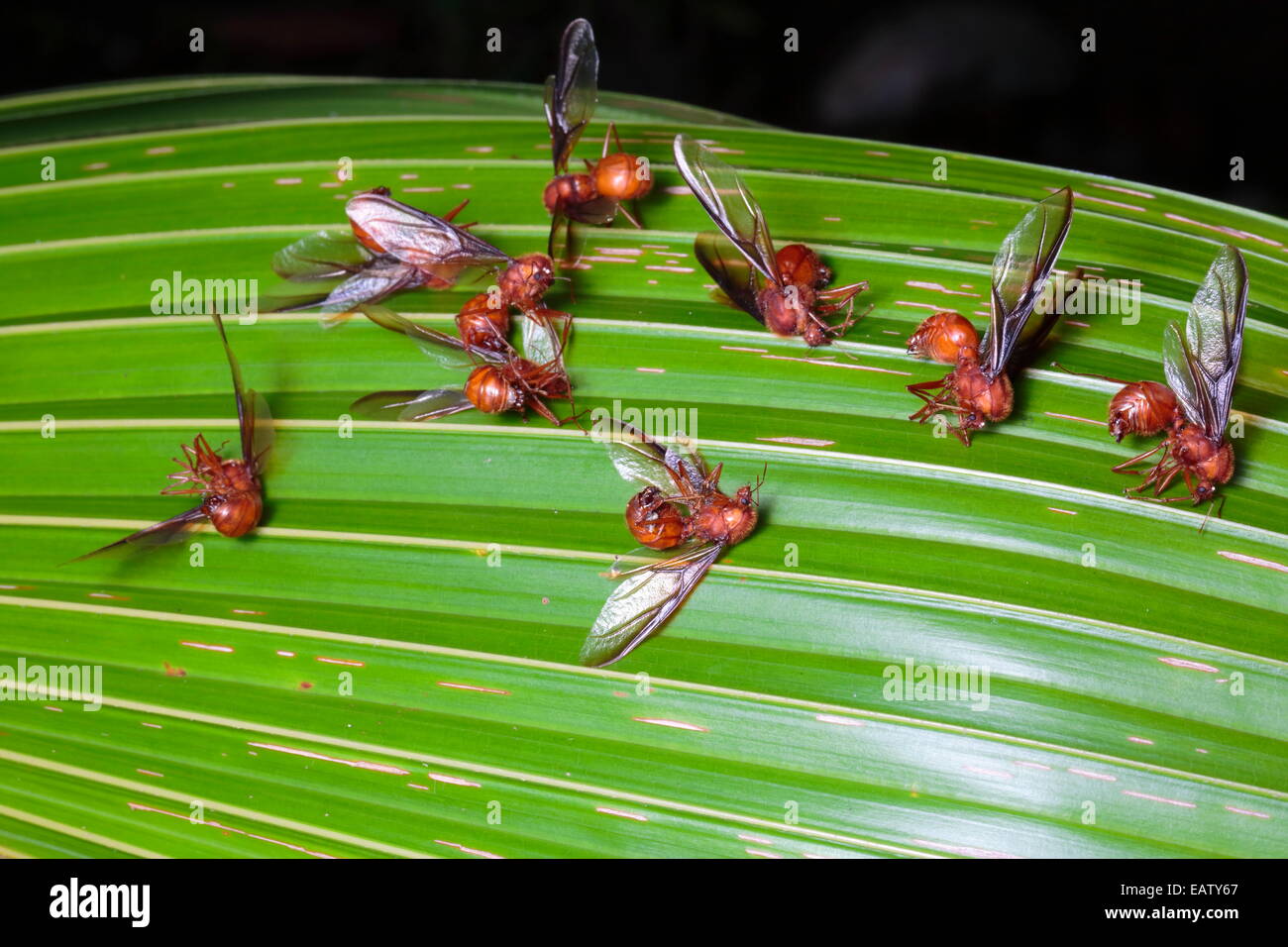 Les fourmis coupeuses de feuilles à ailes mortes, Atta colombica, après un vol nuptial d'accouplement de masse. Banque D'Images