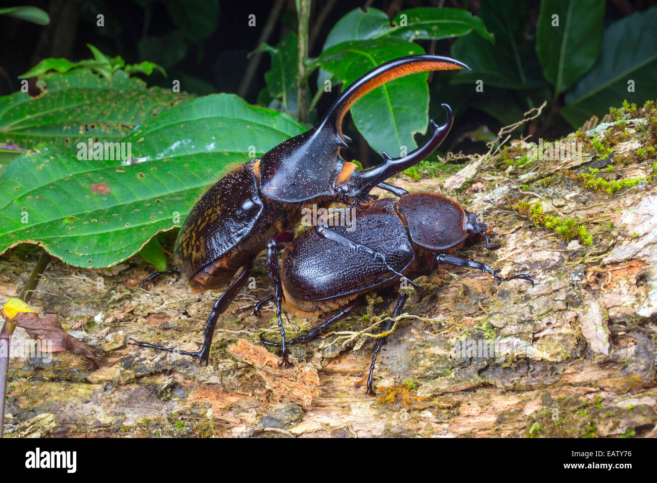 Les coléoptères, Dynastes hercules, un des plus grands coléoptères, une cour. Banque D'Images