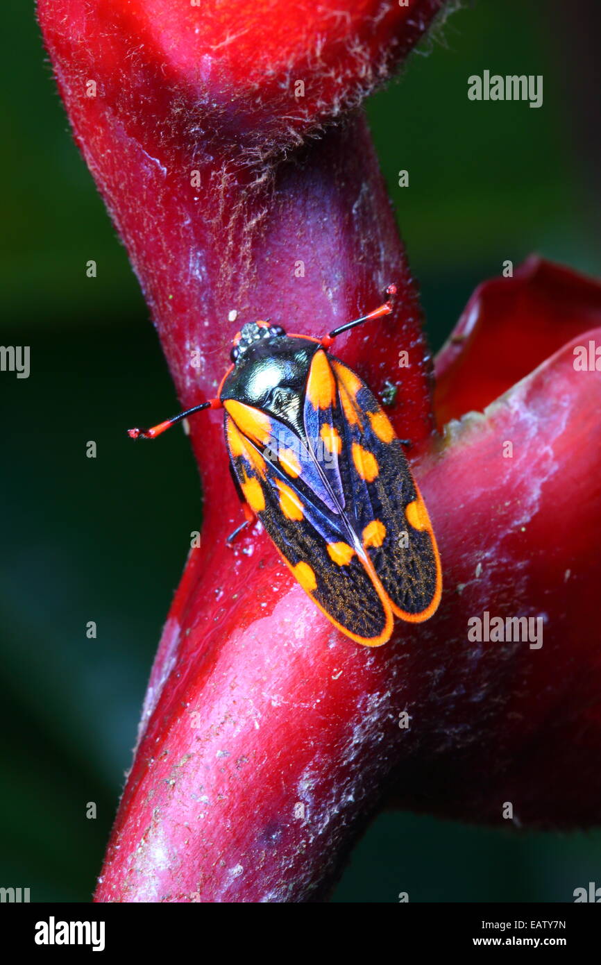 Un froghopper ou spittlebug, Cercopidae, qui se nourrit d'une plante rouge. Banque D'Images