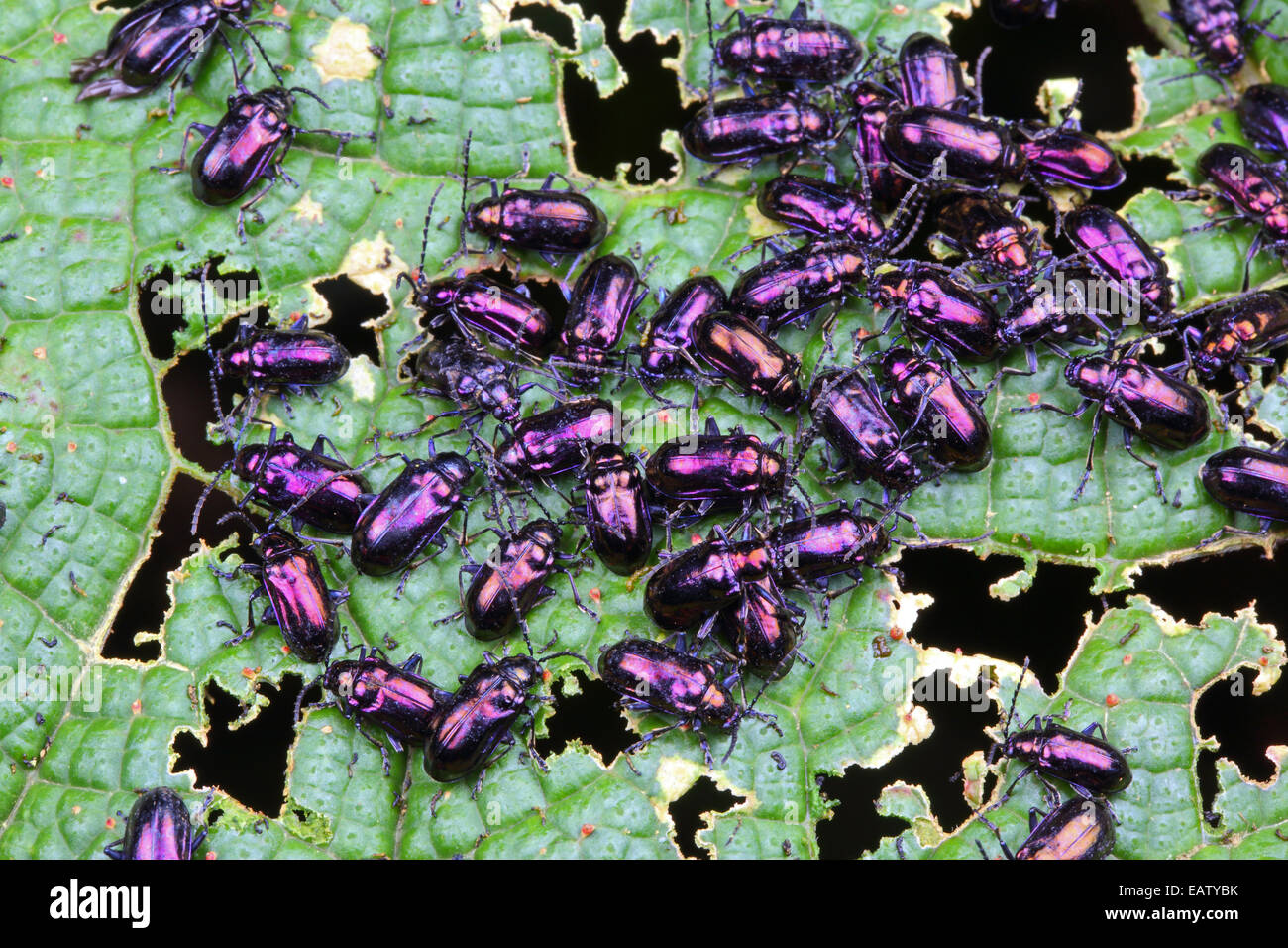 Un grand groupe de coléoptères pourpre qui se nourrit d'une feuille dans une forêt de nuage. Banque D'Images