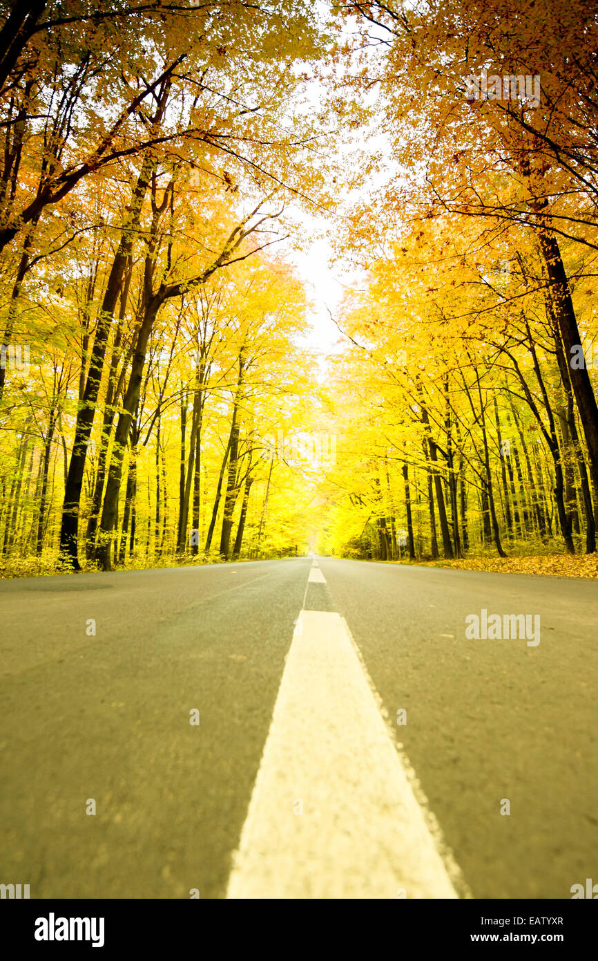 Route entre les arbres en automne Banque D'Images